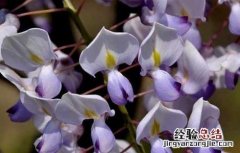 紫藤花可不可以吃下去 紫藤花可不可以吃