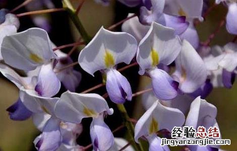 紫藤花可不可以吃下去 紫藤花可不可以吃