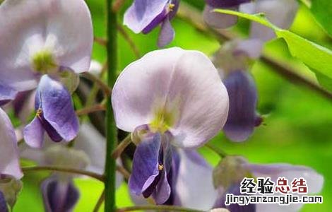 紫藤花可不可以吃下去 紫藤花可不可以吃