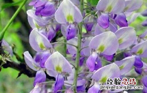 紫藤花可不可以吃下去 紫藤花可不可以吃