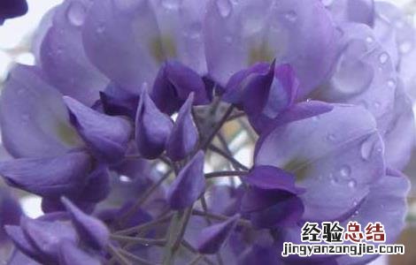 紫藤花可不可以吃下去 紫藤花可不可以吃