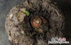 孕妇可以吃魔芋吗 孕妇可以吃魔芋吗早期