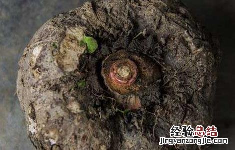 孕妇可以吃魔芋吗 孕妇可以吃魔芋吗早期