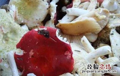 蘑菇不能和什么一起吃 蘑菇不能和什么一起吃 食物相克表