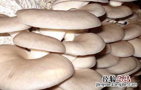 蘑菇不能和什么一起吃 蘑菇不能和什么一起吃 食物相克表