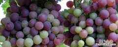葡萄栽培技术要点 葡萄种植技术七要点