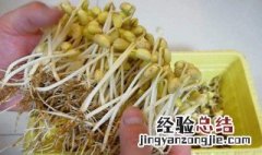 发豆芽如何才能把须根变短 发豆芽如何才能把须根变短点