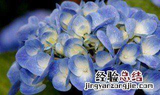 蓝色绣球花花语是什么 绣球花浅蓝色花语