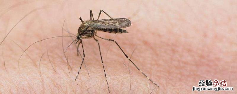 家里蚊虫比较多有什么办法 家里蚊子多用什么方法