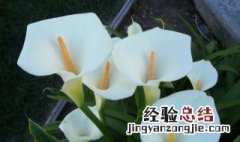 马蹄莲的花语是什么,马蹄莲代表什么意义 马蹄莲花语丰富