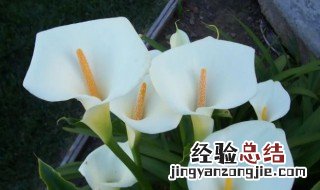 马蹄莲的花语是什么,马蹄莲代表什么意义 马蹄莲花语丰富
