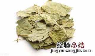 桑叶茶的功效与禁忌 桑叶茶有什么功效与禁忌