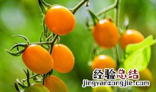 常吃圣女果的功效与作用 圣女果的功效与作用