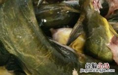 孕妇可以吃黄骨鱼吗语音回答 孕妇可以吃黄骨鱼吗