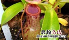吃虫草有哪些 吃虫草的植物简单介绍