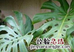 龟背竹的养殖方法 龟背竹的养殖方法和浇水