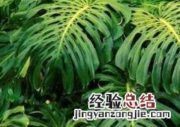 龟背竹的养殖方法 龟背竹的养殖方法和浇水