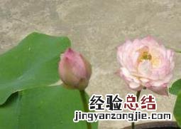 碗莲如何养殖 碗莲如何养殖方法