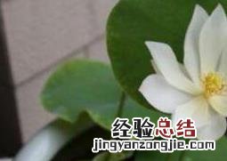 碗莲如何养殖 碗莲如何养殖方法