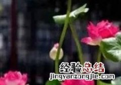睡莲可以完全水养吗 睡莲可以全水养吗
