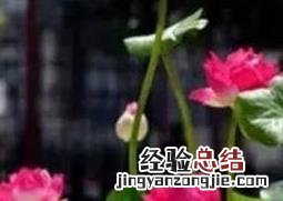 睡莲可以完全水养吗 睡莲可以全水养吗