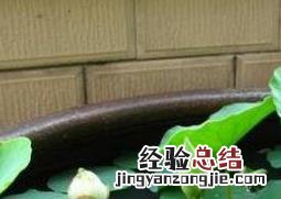 睡莲可以完全水养吗 睡莲可以全水养吗