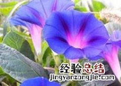 牵牛花籽的药用价值是什么 牵牛花籽的药用价值