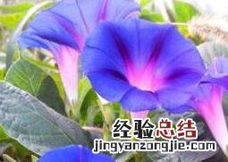 牵牛花籽的药用价值是什么 牵牛花籽的药用价值