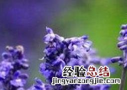 薰衣草的功效与作用及禁忌 薰衣草的功效与作用及禁忌图片