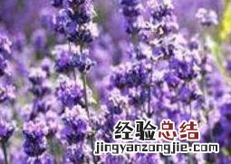 薰衣草的功效与作用及禁忌 薰衣草的功效与作用及禁忌图片