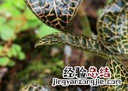 金线莲的功效与作用有哪些 金线莲的功效与作用,快来了解吧