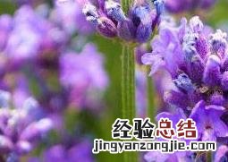 薰衣草怎么种植方法 薰衣草怎么种