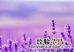 薰衣草怎么种植方法 薰衣草怎么种
