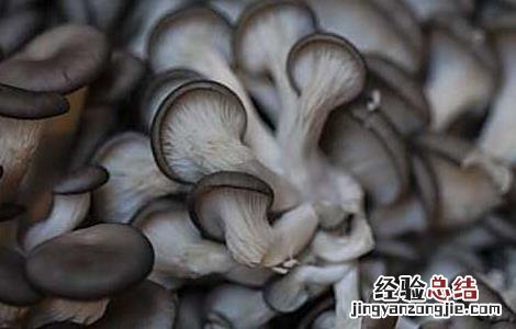 孕妇可以吃蘑菇吗 孕妇可以吃蘑菇吗早期
