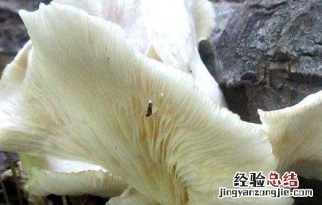 孕妇可以吃蘑菇吗 孕妇可以吃蘑菇吗早期