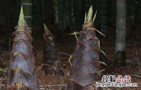 春笋不能和什么一起吃 春笋不能和什么一起吃呢