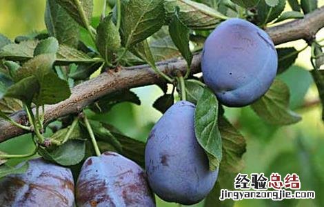 孕妇可以吃西梅吗孕中期 孕妇可以吃西梅吗