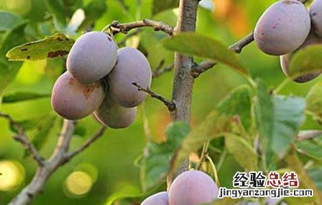孕妇可以吃西梅吗孕中期 孕妇可以吃西梅吗