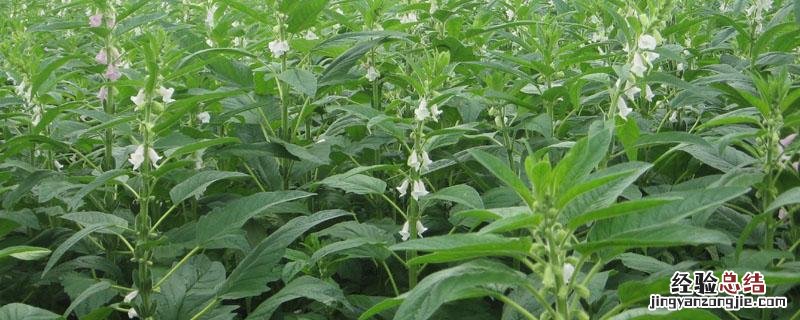 芝麻每亩产量是多少公斤 芝麻产量400公斤品种