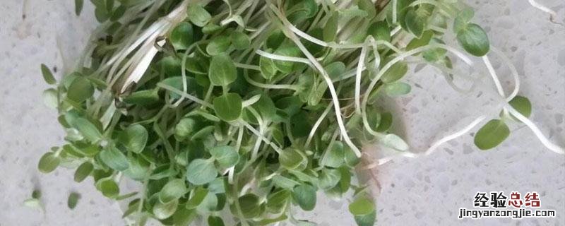 芝麻嫩苗可以吃吗 芝麻苗可以吃吗