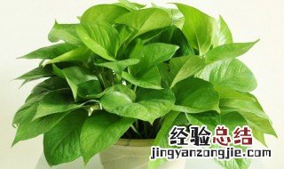 吸甲醛的植物 这几种吸甲醛的植物很常见