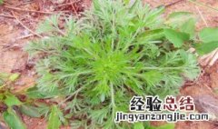 白蒿有什么功效 白蒿有如下功效