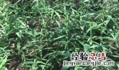 黄精的十大功效 黄精的十大功效有哪些