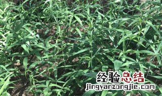 黄精的十大功效 黄精的十大功效有哪些
