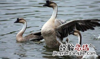 鹅肉什么人不能吃