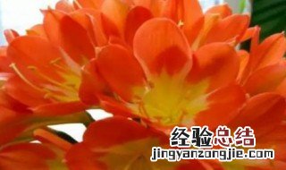 君子兰的养殖方法和注意事项 盆栽 水培 君子兰的养殖方法