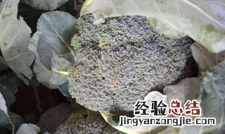 西兰花多久浇一次水 西兰花多少天浇一次水