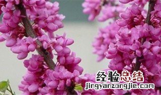 紫荆花的花语是什么 紫荆花的花语是什么象征