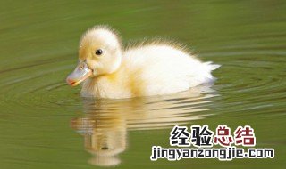 鸭肉与什么菜搭配最佳做法 鸭肉与什么菜搭配最佳