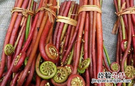 孕妇可以吃蕨菜吗早期 孕妇可以吃蕨菜吗